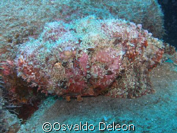 Scorpionfish  at St. Kitt by Osvaldo Deleon 